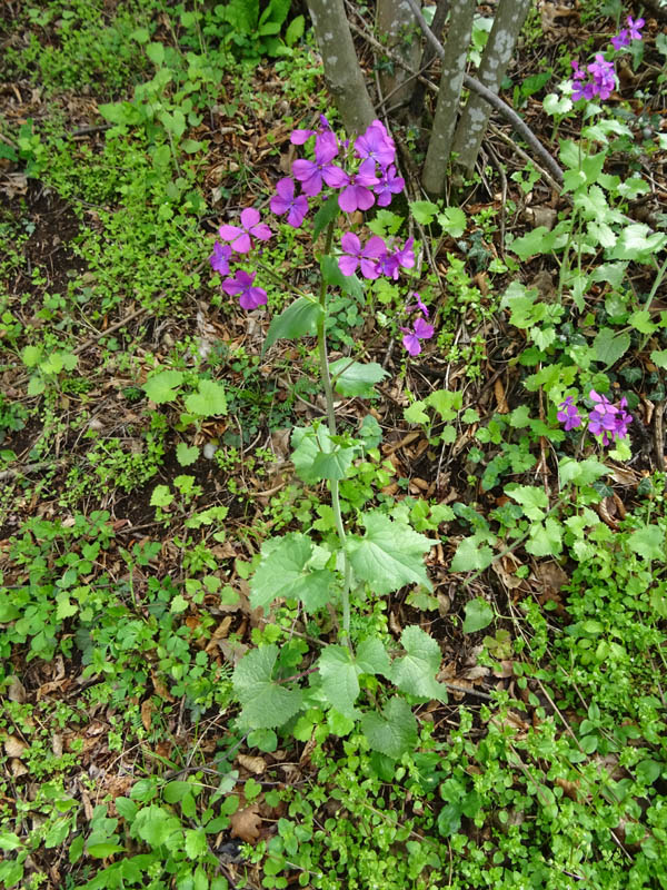 Lunaria annua - Brassicaceae